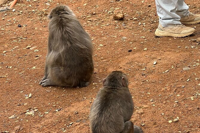 8 Hours Arashiyama Monkey Park Ryoanji and Kinkaku Ji Tour - Health and Accessibility