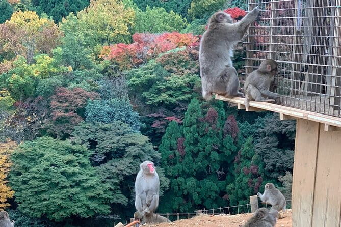 8 Hours Arashiyama Monkey Park Ryoanji and Kinkaku Ji Tour - Visiting Ryoanji Temple