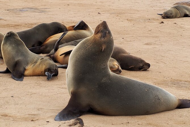 9 Day Etosha, Skeleton Coast and Sossusvlei Camping and Lodge Safari - Camping Equipment and Accommodations