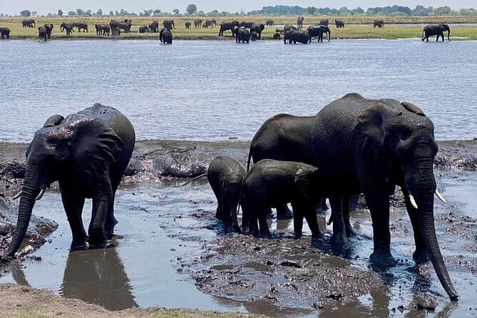 A Chobe Full Day Tour - Botwana - Inclusions