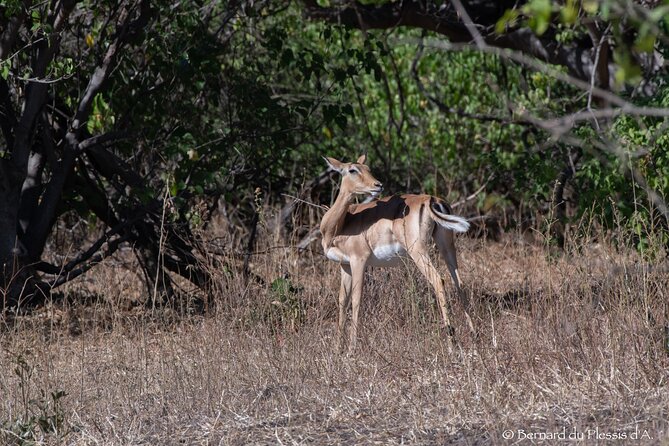 A Chobe Full Day Tour - Botwana - Pickup Information