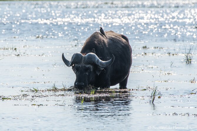 A Chobe Full Day Tour - Botwana - Wildlife Sightings
