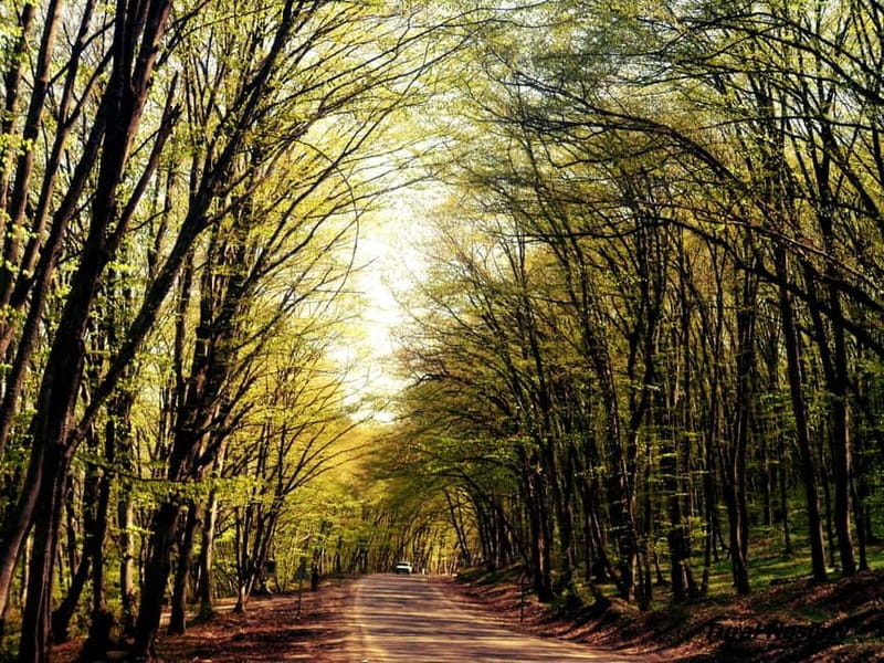 A Culinary Journey Through History and Nature - Key Points / Takeaways