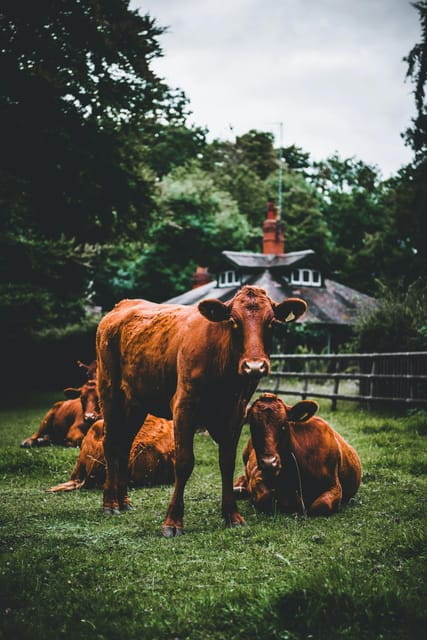 "A Day as a Farmer" Experience - Entering the Heart of Czech Farm Life