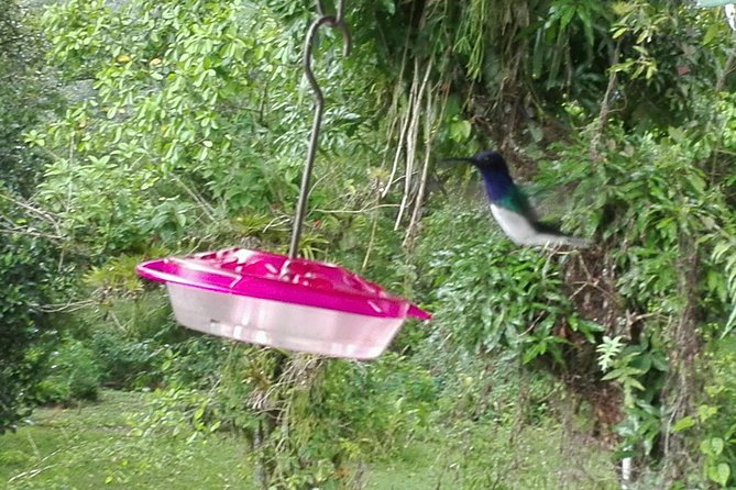 A Day at the Asa Wright Nature Center - Visitor Feedback and Ratings