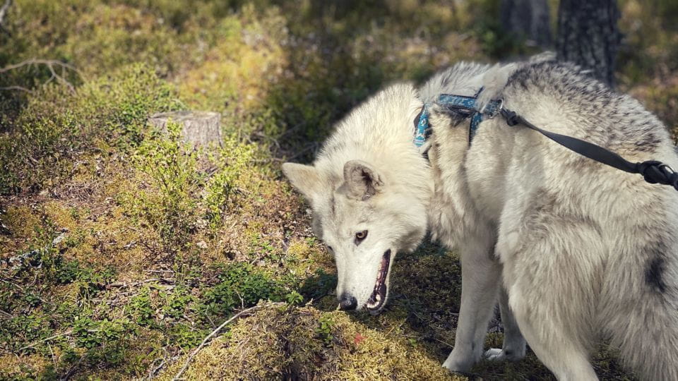 A Day at Wolfland - Private Tour - Pricing and Availability