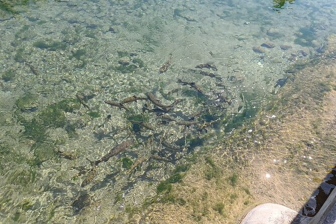 A day tour in Montanejos hot springs. - Practical Considerations and Potential Drawbacks