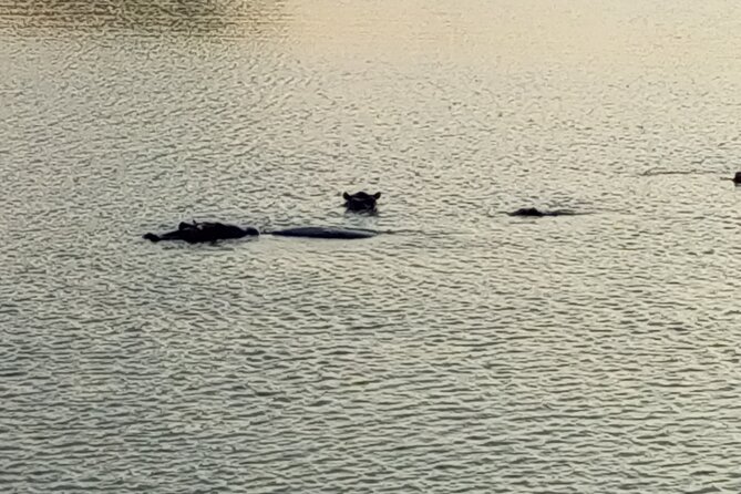 A Day Trip to Mikumi Fly From Zanzibar - Wildlife Viewing Opportunities