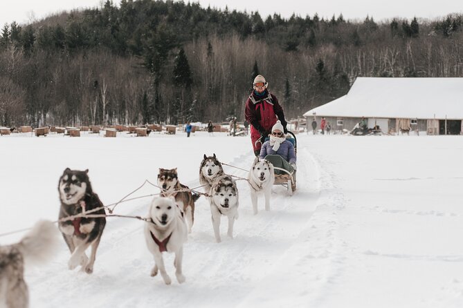 A Day With Bite for Sled Dogs - Transportation and Public Access