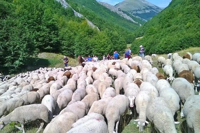 A day with the shepherd milking sheeps and making cheese in the National Park of Abruzzo - A Day with the Shepherd in Abruzzo’s UNESCO Forests