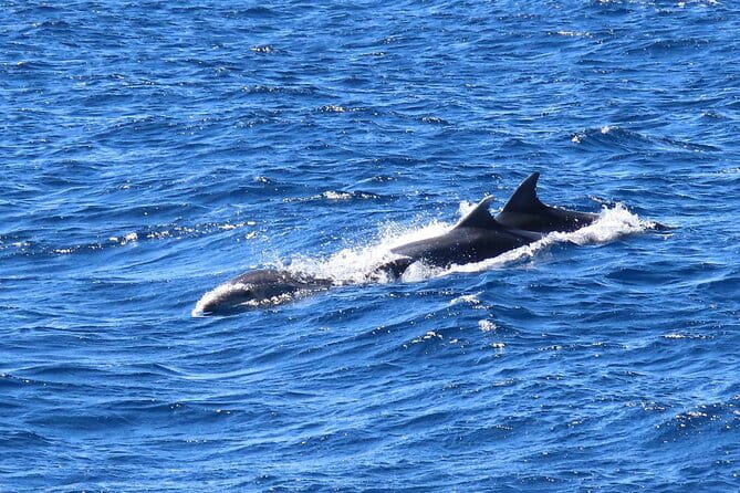 A Day's 3-Island Cruise Tour with Transfer - FAQ