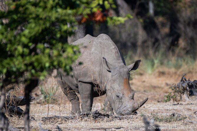 A Game Drive Plus White Rhino Short Walk - Accessibility and Group Size