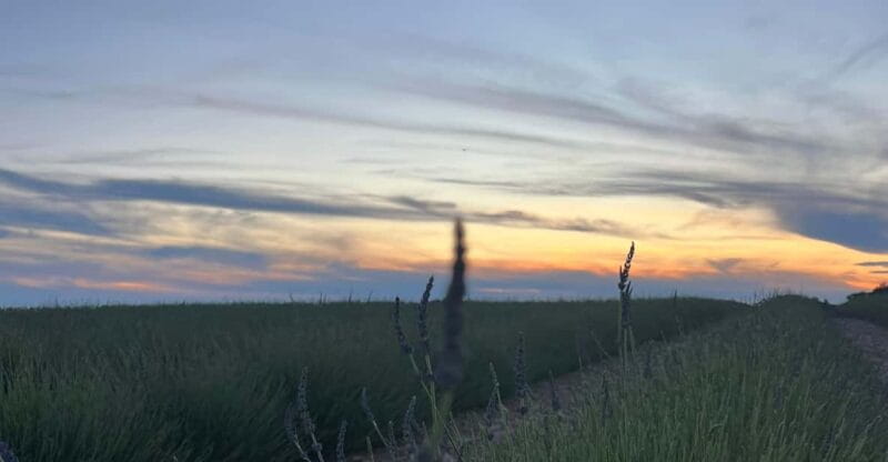 A provençal picnic at sunset in the lavender fields - Exploring Valensole: A Picturesque Provençal Village