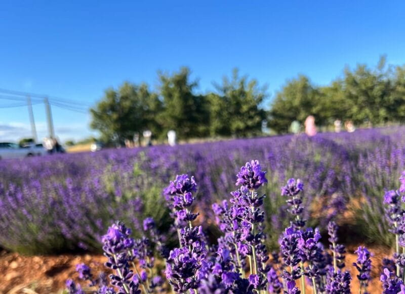 A provençal picnic at sunset in the lavender fields - Scenic Drive Across the Valensole Plateau