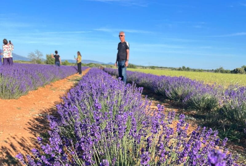 A provençal picnic at sunset in the lavender fields - The Sunset Picnic: A Feast Amidst Fragrant Fields