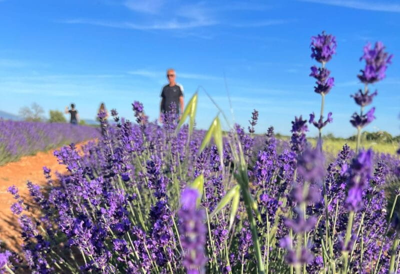 A provençal picnic at sunset in the lavender fields - Logistics, Timing, and Comfort