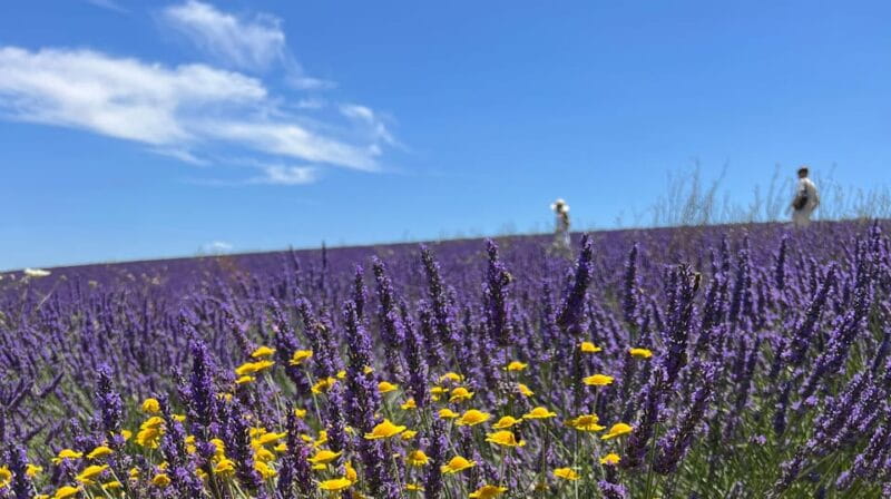 A provençal picnic at sunset in the lavender fields - Who This Tour Is Best For