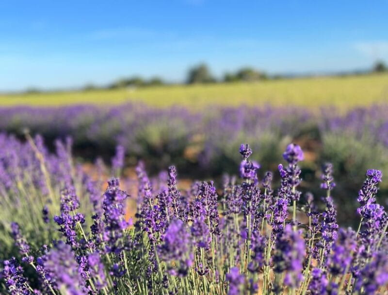 A provençal picnic at sunset in the lavender fields - Final Thoughts
