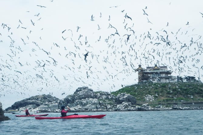 A Sea Kayak Tour of Kabushima Island, the Home of 30,000 Black-Tailed Gulls - Key Points