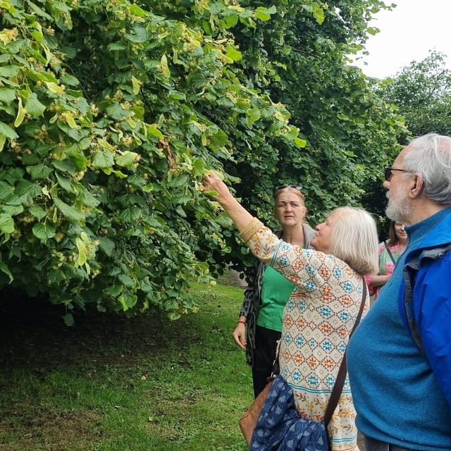 A Tour of Glastonbury - Guided by the Trees - Logistics and Practicalities: Price, Duration, and Group Size