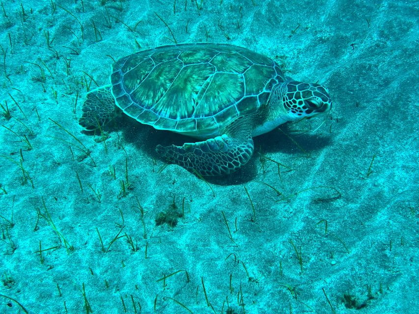 Abades: Guided Snorkeling Tour With Photos - Experience and Highlights