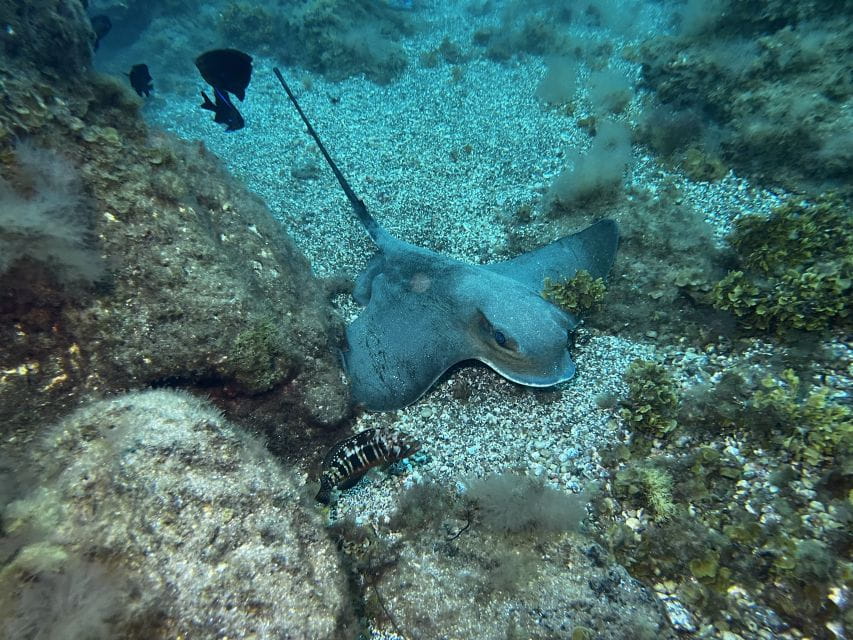 Abades: Guided Snorkeling Tour With Photos - Booking Process