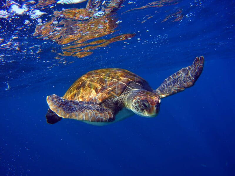 Abades: Paddle Surf and Snorkel with Turtles in a Volcanic Reef - Who Will Love This Experience?