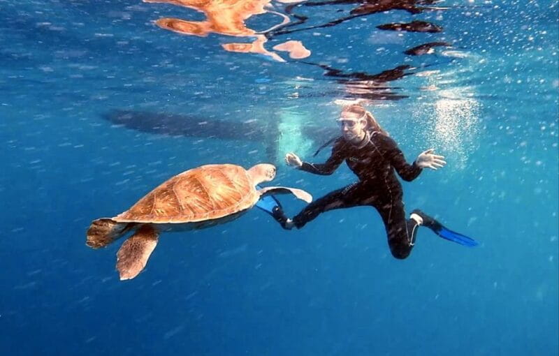 Abades: Tenerife Turtles and Rays Snorkeling Trip - Logistics and Practicalities