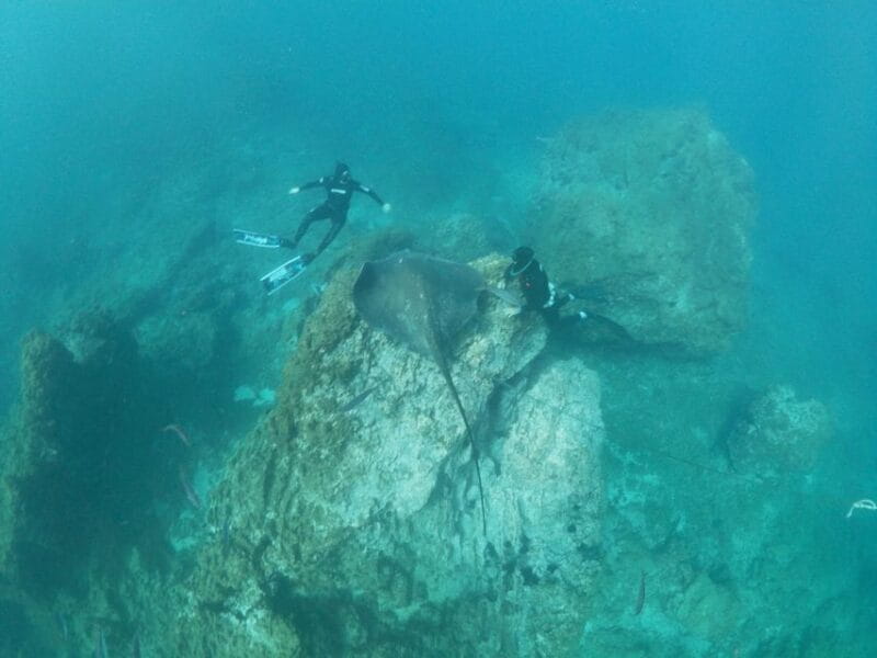 Abades: Tenerife Turtles and Rays Snorkeling Trip - Frequently Asked Questions