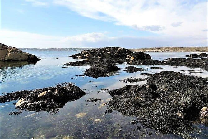 Abalone farm tour and tasting with coastal seaweed walk. Guided. 2 hours - Logistics and Practical Tips