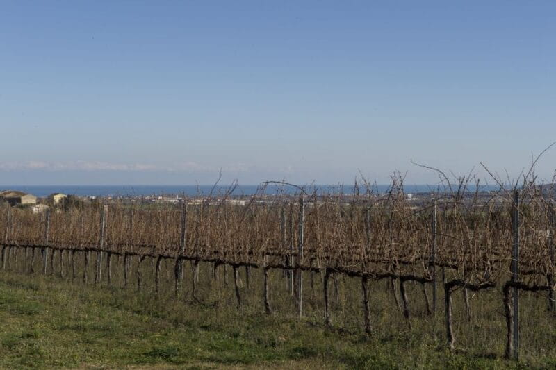 Abruzzo: Historic Cellar Wine Tour and Tasting - Who This Tour Is For