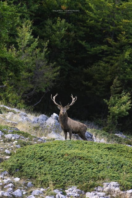 Abruzzo, Lazio and Molise National Park: Trekking&Wildlife. - Starting in Rome and Heading to Natural Wonder