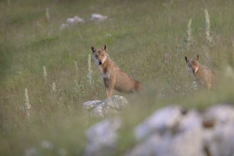 Abruzzo, Lazio and Molise National Park: Trekking&Wildlife. - What You Can Expect During the Tour