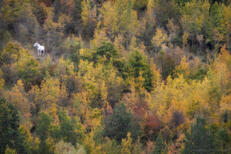 Abruzzo, Lazio and Molise National Park: Trekking&Wildlife. - Price and Value Analysis