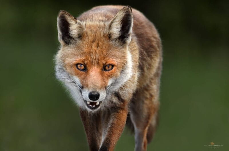 Abruzzo, Lazio and Molise National Park: Trekking&Wildlife. - Practical Tips for Your Day