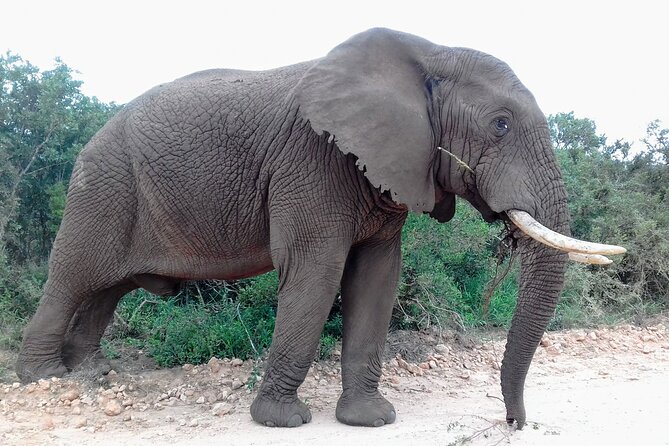 Addo Elephant National Park Full Day Safari - Tour Duration and Group Size