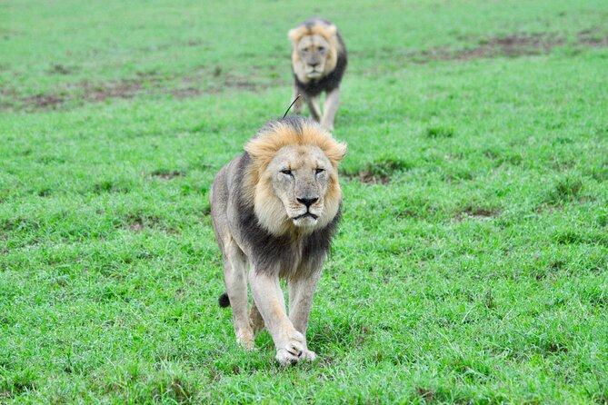 Addo Elephant Park Safari & Shore Excursion From Port Elizabeth - Inclusions