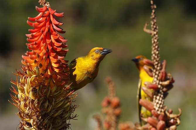 Addo Elephant Park Safari & Shore Excursion From Port Elizabeth - Exploring Addo Elephant National Park