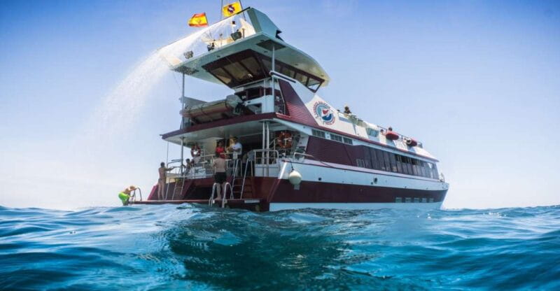 Adeje: Whale and Dolphin Watching Cruise with Lunch and Swim - Key Points / Takeaways