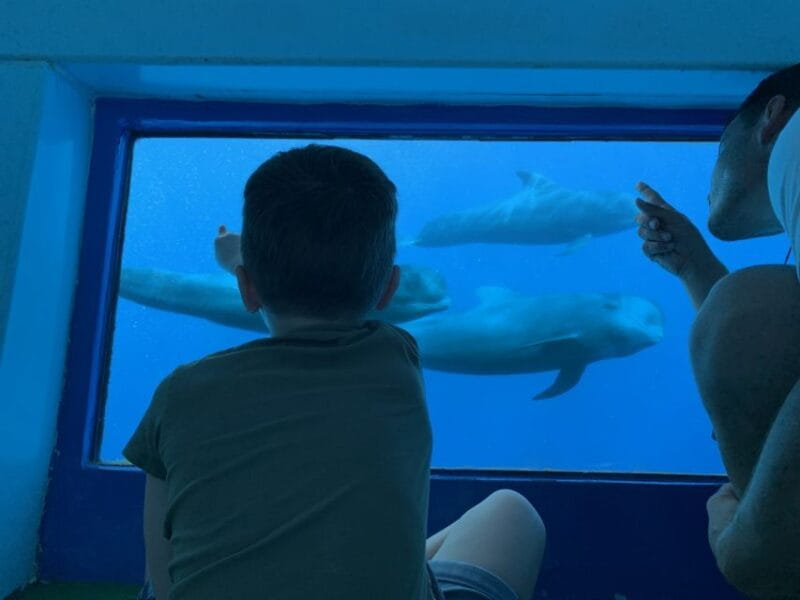 Adeje: Whale and Dolphin Watching Cruise with Lunch and Swim - The Experience in Detail: A Complete Breakdown