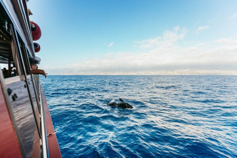 Adeje: Whale and Dolphin Watching Cruise with Lunch and Swim - FAQs