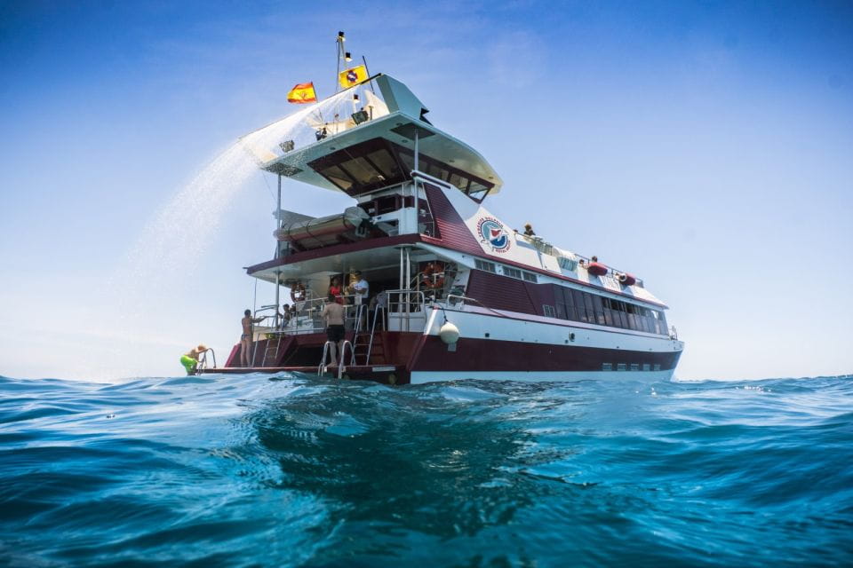 Adeje: Whale and Dolphin Watching With Lunch and Swimming - Key Points