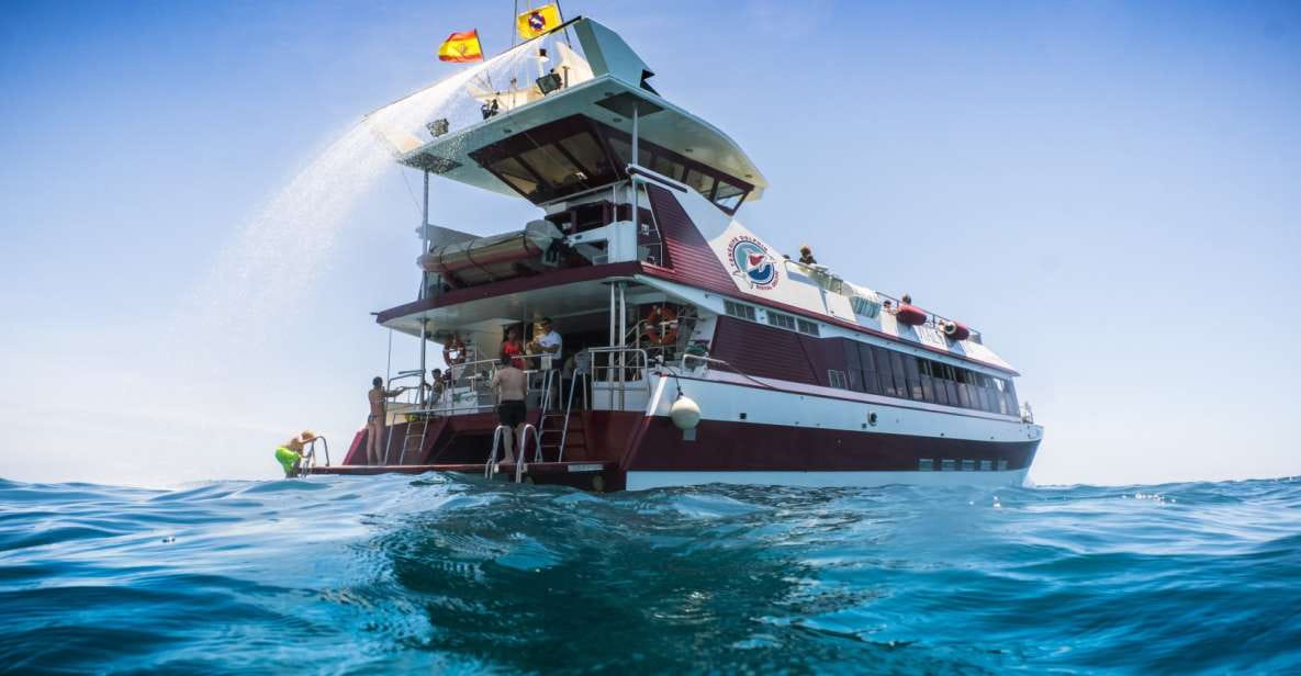 Adeje: Whale and Dolphin Watching With Lunch and Swimming - Activities and Highlights