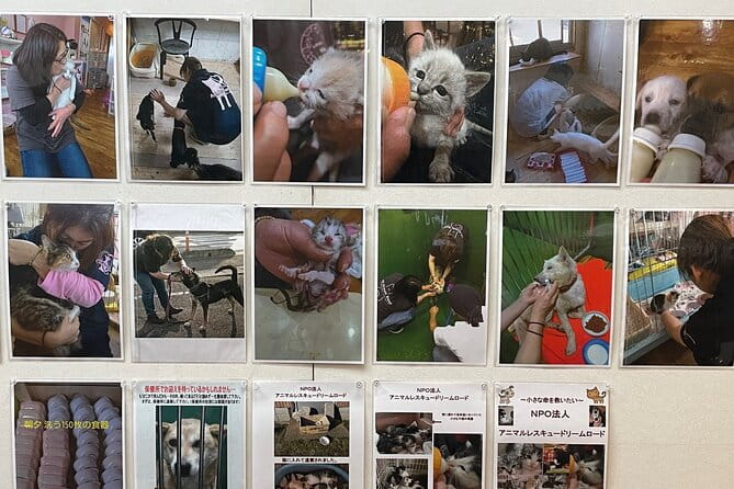 Admission Ticket to Imai Museum, Mizuhiki Exhibition & Cat Dog Photo Exhibition - Booking Information