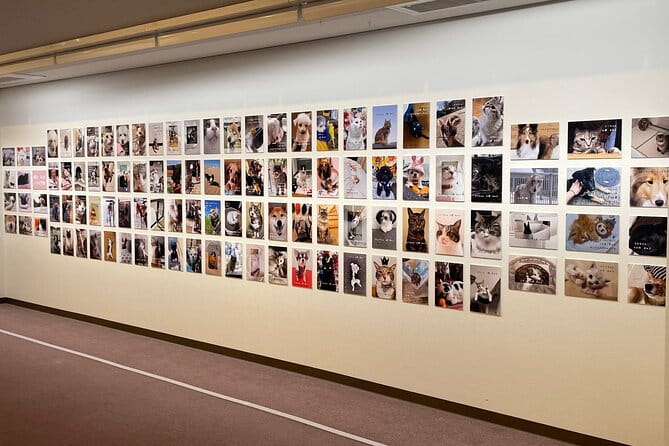 Admission Ticket to Imai Museum, Mizuhiki Exhibition & Cat Dog Photo Exhibition - Exhibitions: Cat Dog Photo Exhibition
