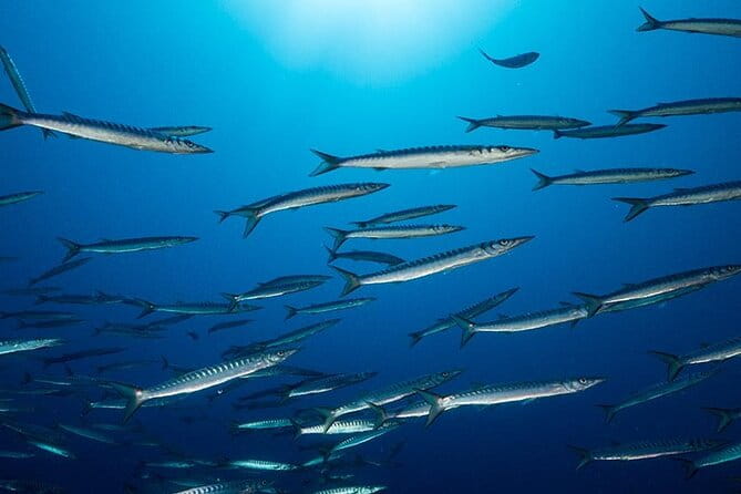 Advanced Open Water Diver course - The Value of the Sardinia Setting