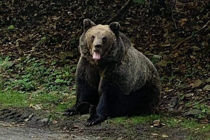 Adventure trip to Transylvania in 3 days from Bucharest - Final Thoughts: A Well-Rounded Transylvania Adventure