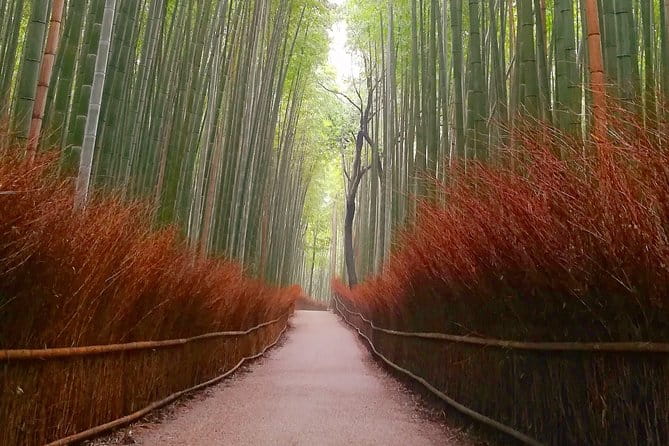 Afternoon Arashiyama Bamboo Forest & Monkey Park Kyoto Bike Tour - Customer Feedback and Ratings