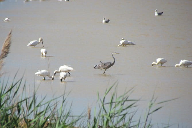 Afternoon birdwatching at Lagoa dos Salgados - The Sum Up