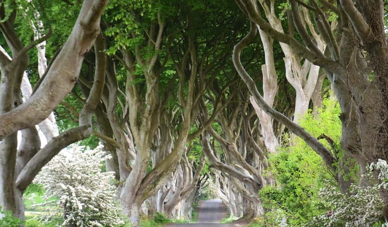 Afternoon Giants Causeway Half Day Tour from Belfast - Transportation and Group Size